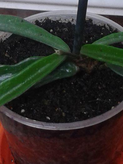 hoya minibella
