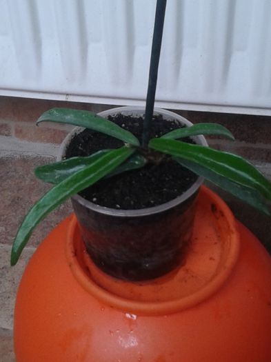 hoya minibella