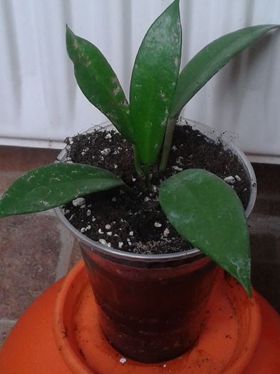 hoya fraterna