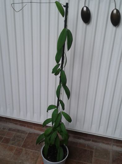 hoya cagayanensis