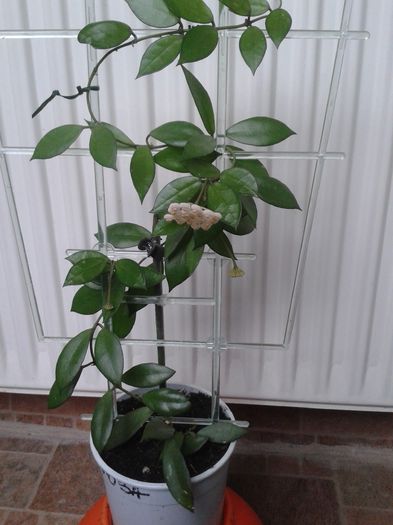 hoya lacunosa