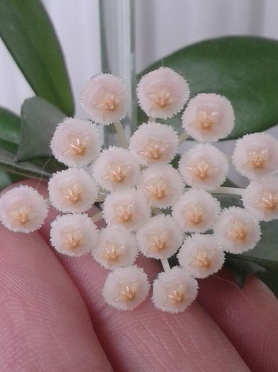 h. lacunosa