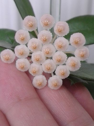 h. lacunosa