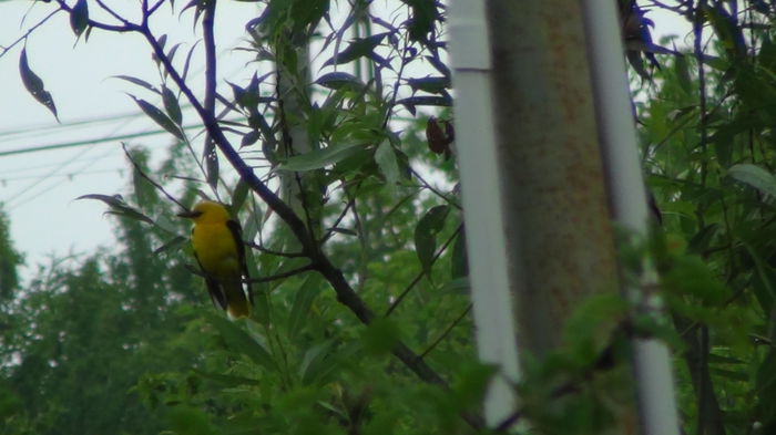 el reperta ritualul de maxima siguranta