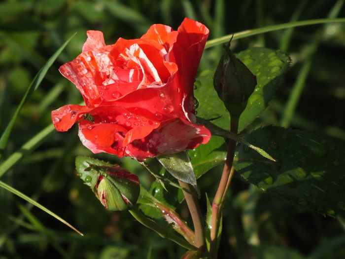 20.06.2014f - Trandafir Florov nr 12 - posibil Philatelie