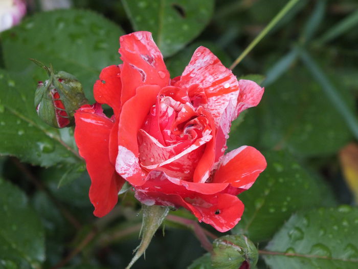 20.06.2014g - Trandafir Florov nr 12 - posibil Philatelie