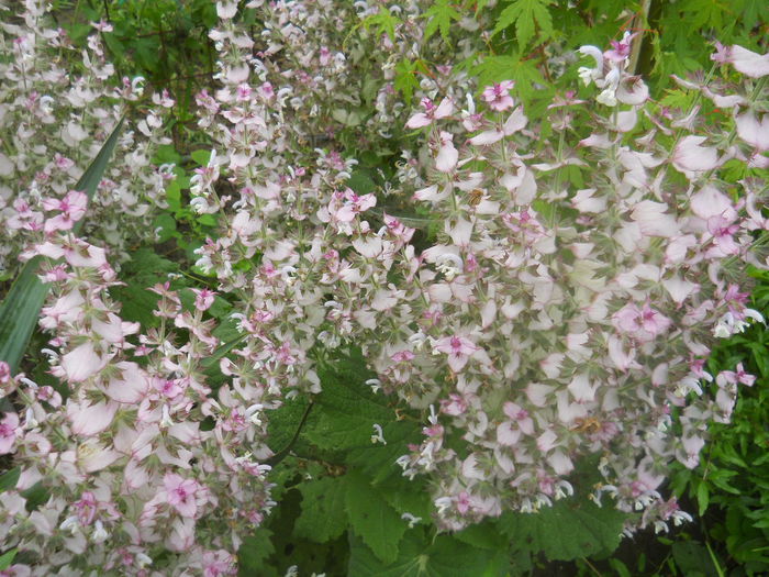 salvia sclarea roz