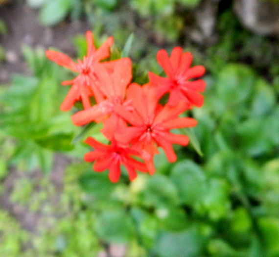 Lychnis chalcedonica - IUNIE 2014