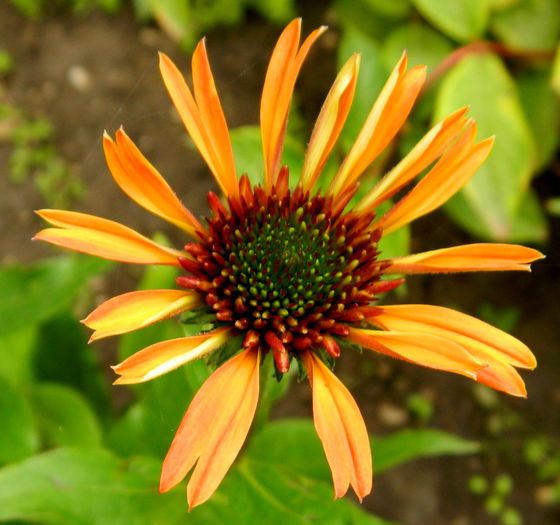 Echinacea - IUNIE 2014