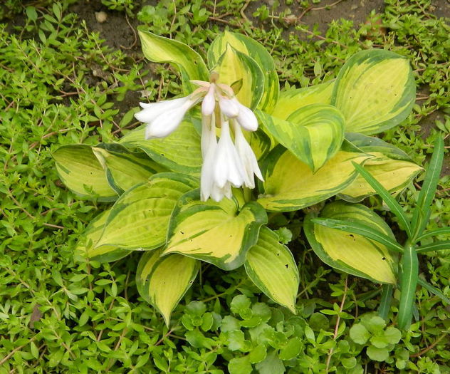 Hosta in floare - IUNIE 2014