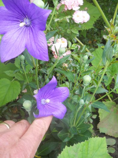 Platycodon grandiflorus