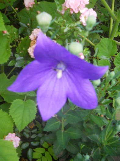 campanula glauca