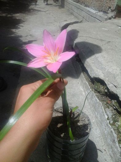 IMG-20140621-WA0026 - florile mele