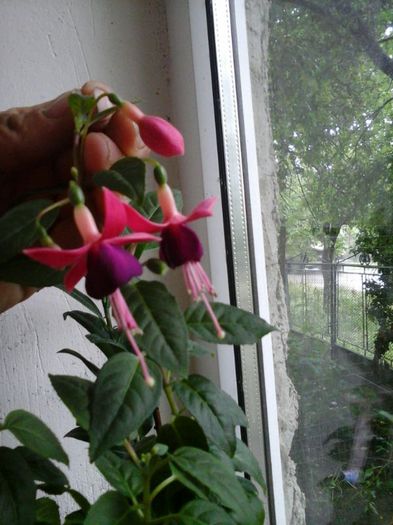 IMG-20140619-WA0013 - florile mele