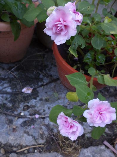 iunie la sfirsit 015