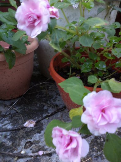 iunie la sfirsit 016