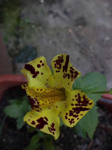 mimulus