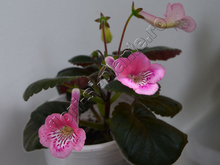 Sinningia Isa s Moonlit Dancer - GLOXINIA _ SINNINGIA 2