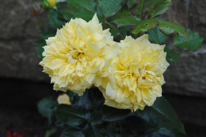 China Girl, 21 iunie - yyy 2014 Trandafiri si clematite