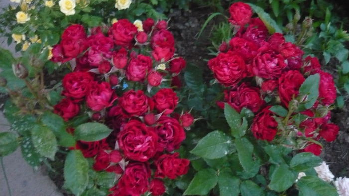 166 - Rose mini