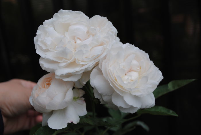 Winchester Cathedral