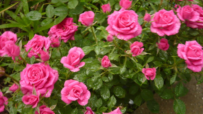 137 - Rose mini