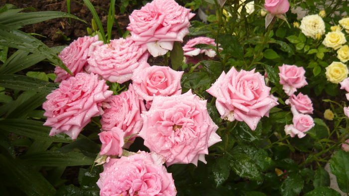 138 - Rose mini