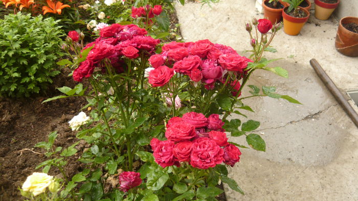 140 - Rose mini