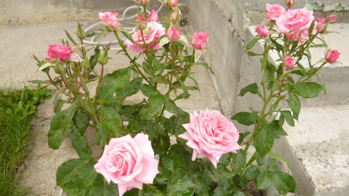 141 - Rose mini
