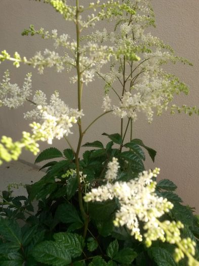 20140620_185901 - astilbe brautschleier