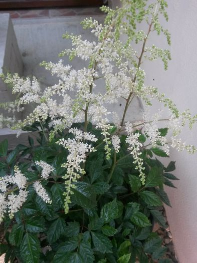 20140620_185942 - astilbe brautschleier