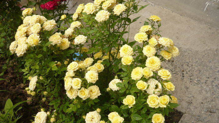139 - Rose mini