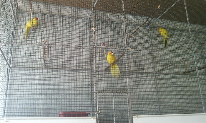 IMG_20140621_180321 - PAPAGALI KAKARIKI