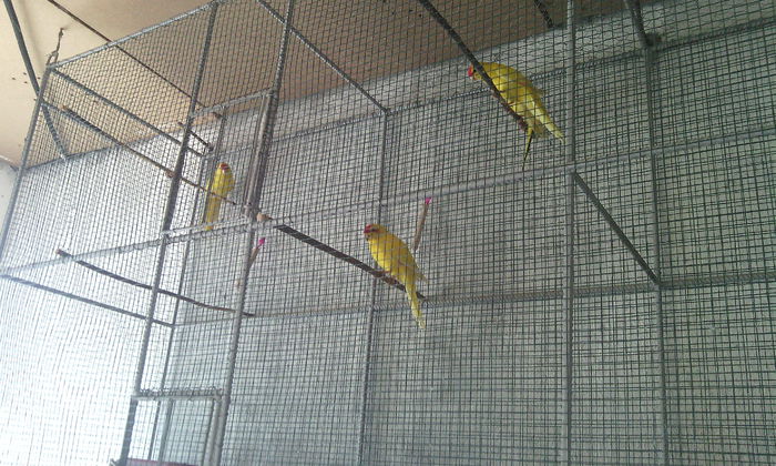 IMG_20140621_180338 - PAPAGALI KAKARIKI