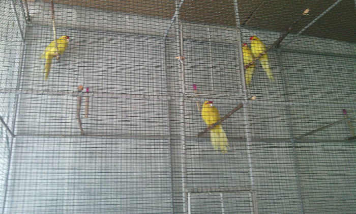 KAKARIKI - PAPAGALI KAKARIKI