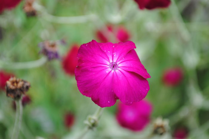  - yyy 2014 gradina mea