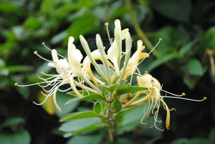  - yyy 2014 gradina mea