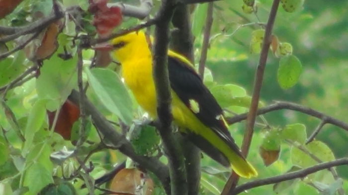 cantul se aude si de la200m