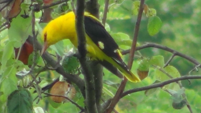 in acelasi timp e f.atent