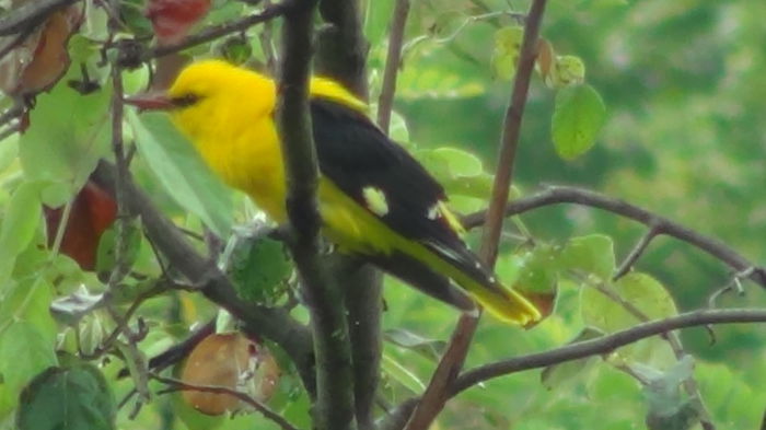 cum vede ceva pleaca amandoi