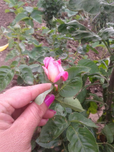 roz cu alb - trandafiri 2015