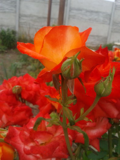 portocaliu - trandafiri 2015