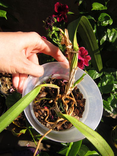 laelia - Orhidei