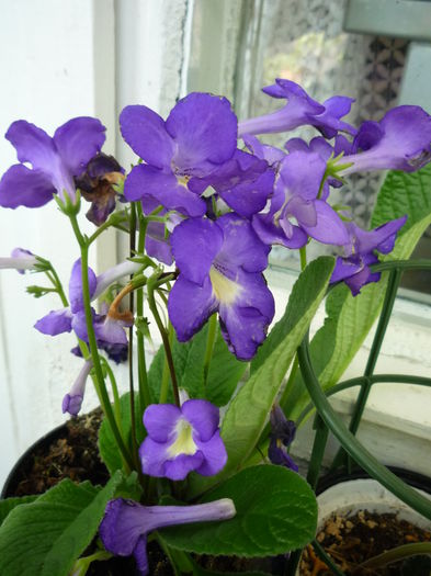 P1070582 - streptocarpus