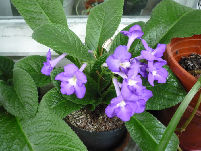 P1070607 - streptocarpus