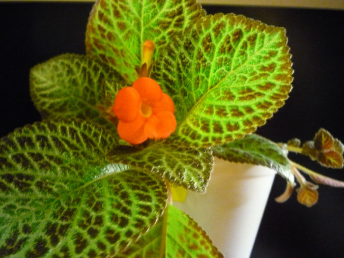 P1050379 - episcia