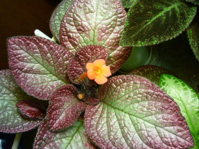 P1050464 - episcia