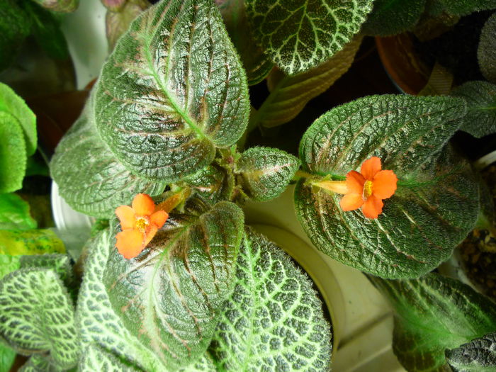 P1060130 - episcia