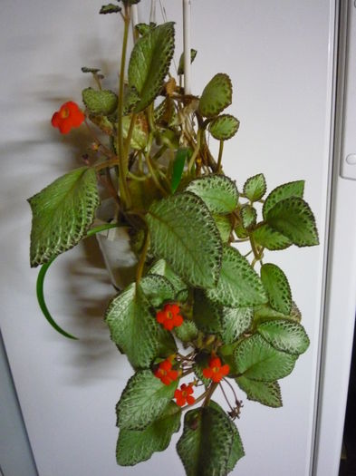 P1060161 - episcia