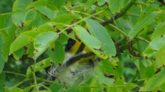 nu sta mult si pleaca impreuna de obicei
